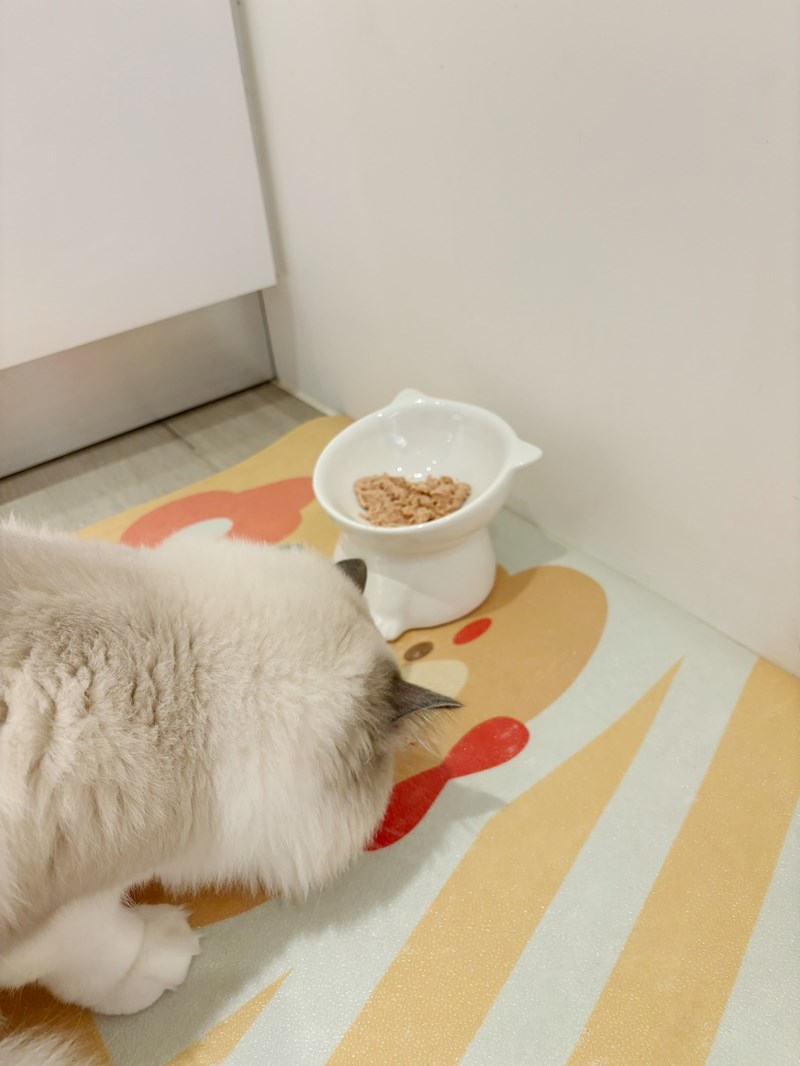 女人知己試用大隊,口碑行銷,部落客行銷,PURRFACT 波菲特貓用主食罐,主食罐,PURRFACT波菲特,貓主食罐,貓罐,PURRFACT波菲特貓用主食罐,魚肉蔓越莓主食罐,鮮嫩雞主食罐,鹿肉雞肉主食罐,牛肉鵪鶉貓主食罐,干貝蠶蛹配方,鱷魚肉白木耳配方,雞肉魚肉配方,安心鶉配方,評價,體驗,適口性佳,心得,成貓適用,高齡貓適用,質地是慕絲狀